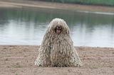KOMONDOR 144